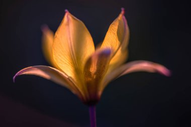 Koyu arkaplanda güzel bir çiçek resmi. Yumuşak odak.