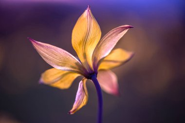 Koyu arkaplanda güzel bir çiçek resmi. Yumuşak odak.