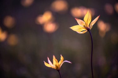Gün batımında çiçekler. Yumuşak odak.