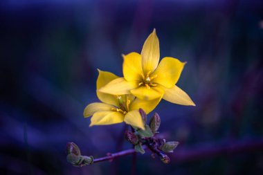 Koyu arkaplanda güzel sarı bir çiçek. Yumuşak odak.
