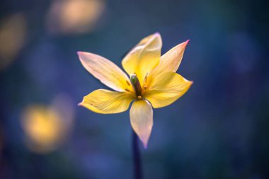 Koyu arkaplanda güzel sarı bir çiçek. Yumuşak odak.