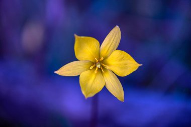 Koyu arkaplanda güzel sarı bir çiçek. Yumuşak odak.