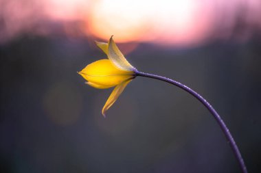 Çiy damlalarında güzel sarı bir çiçek. Yakından. Yumuşak odak.