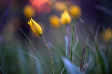 Gün batımında çiçekler. Yumuşak odak.