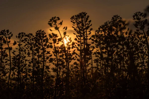 Silhouettes of flowers and grass at sunset. Soft focus.
