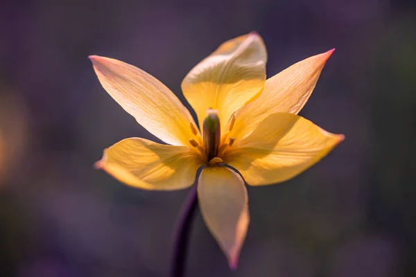 Schöne Blume Nahaufnahme Auf Dunklem Hintergrund Weicher Fokus — Stockfoto