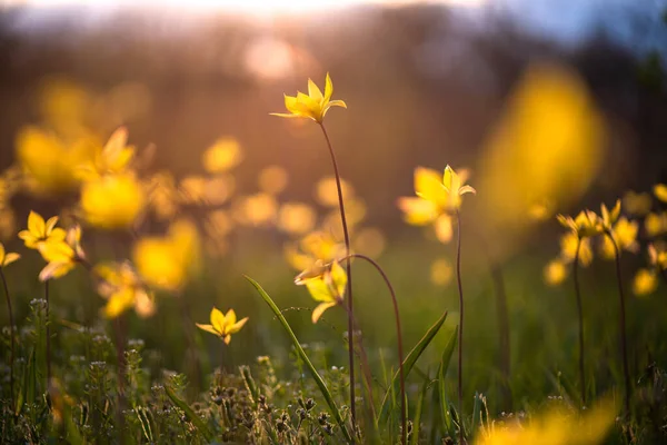 Blumen Bei Sonnenuntergang Weicher Fokus — Stockfoto