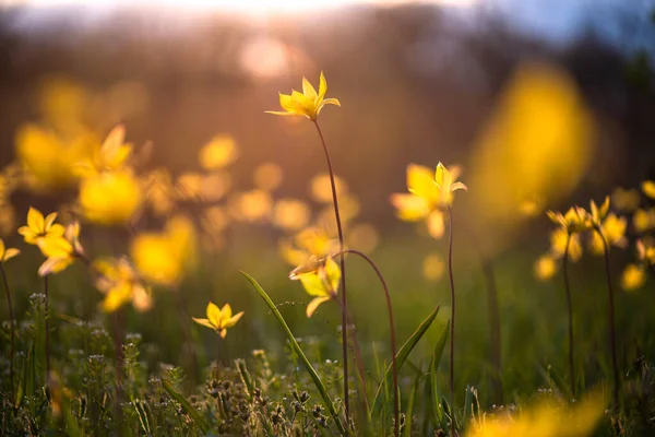 Fleurs Coucher Soleil Concentration Douce — Photo