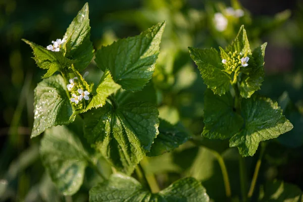 Vita Vårblommor Ängen Mjuk Inriktning — Stockfoto