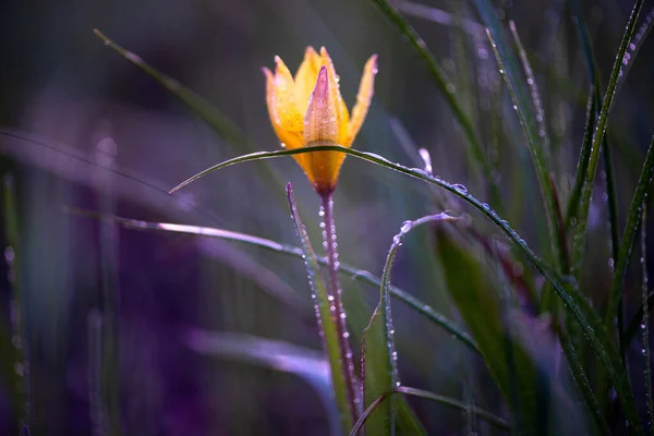 이슬방울 아름다운 꽃입니다 클로즈업 부드러운 — 스톡 사진