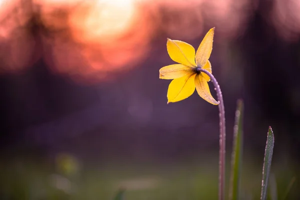Fleurs Coucher Soleil Concentration Douce — Photo