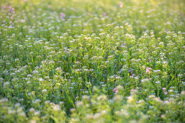 Frühlingsblumen Auf Der Wiese Weicher Fokus — Stockfoto