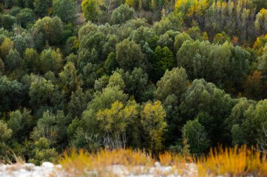 Yüksek irtifa güzel manzara sonbahar karaçam ağacı orman .
