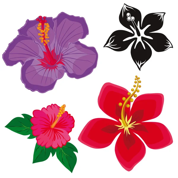 Hibiscus flowers. flowers on a white background. — Stock Vector