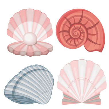 Deniz kabuklarını. inci.