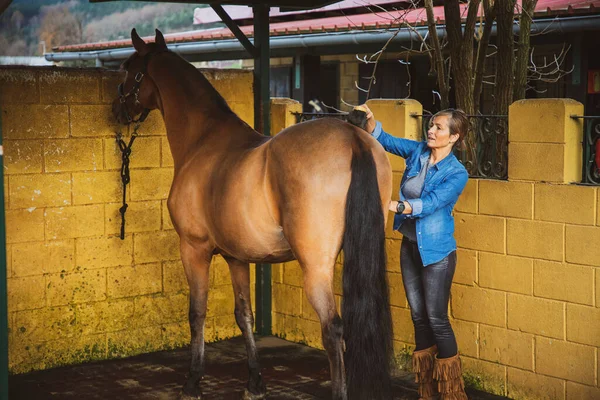 Vaquera Limpiando Peinando Caballo Marrón Establo — Foto de Stock