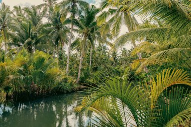 Filipinler 'de popüler bir ada olan Siargao' daki yemyeşil bitki örtüsünden akan sakin bir tropikal nehri olan yoğun hindistan cevizi palmiyesi ormanı.