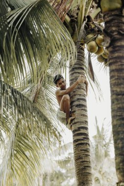 Genç, tropikal yapraklarla çevrili bir hindistan cevizi ağacının ortasında, geleneksel meyve hasadıyla aktif olarak meşgul..