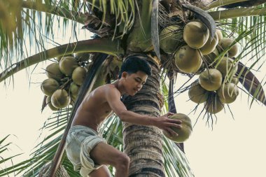 Genç, bir hindistan cevizi ağacının üst kısmına tünemiş, etkin bir şekilde meyve toplamakla meşgul, yakındaki tropik demetlerle birlikte..