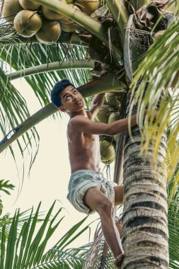 Gençler neşeli görünürken hindistan cevizi topluyorlar. Kırsal kesimin daha hafif ve neşeli yanlarını sergiliyorlar..