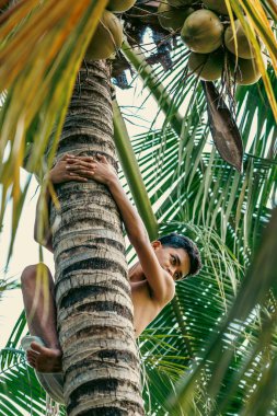 Genç, dokulu bir palmiye gövdesine tırmanıyor, katmanlı yeşil yapraklar verimli, daldırıcı bir tropik atmosfer yaratıyor..