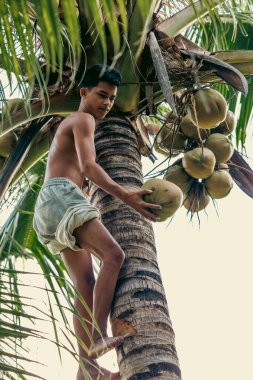 Bir avuç içinde hindistan cevizi toplayan çocuk, kırsal gelenekleri, doğal yöntemleri ve tropikal tarım çalışmalarını ön plana çıkarıyor..