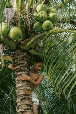 Hasat zamanı ağaç gövdesindeki gençler, önde gelen hindistan cevizleriyle çerçevelenmiş, geleneksel kırsal işçiliği temsil ediyor..