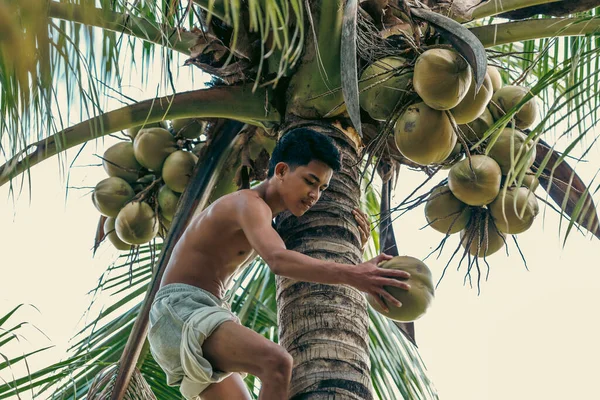 Genç, bir hindistan cevizi ağacının üst kısmına tünemiş, etkin bir şekilde meyve toplamakla meşgul, yakındaki tropik demetlerle birlikte..