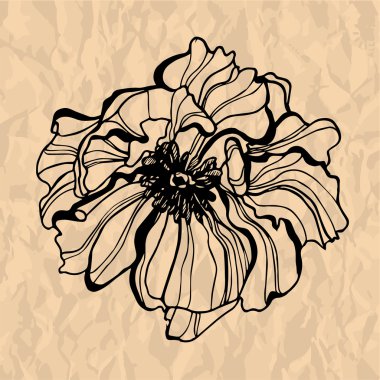 çiçek gözleri ayrıntılı el çekilmiş haşhaş çiçek.