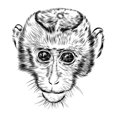 Maymun surat çizin. Elle çizilmiş doodle illüstrasyon.