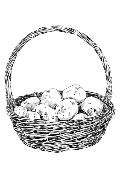 Potatoes in a wicker basket on white background. Vector — Stock Vector