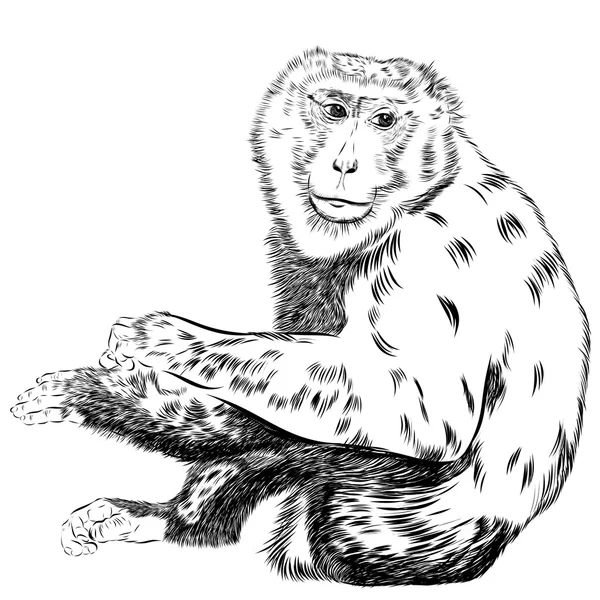 Chimpancé dibujo vector. Animal artístico, uso para su diseño . — Vector de stock