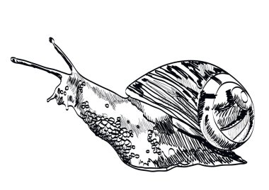 Beyaz arka plan üzerinde el çizilmiş salyangoz. Vektör çizimi