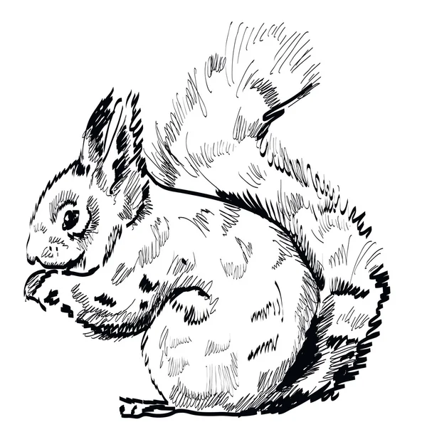 Écureuil dessiné à la main sur un fond blanc. Vecteur — Image vectorielle