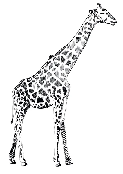 Illustration de Girafe dessinée à la main sur fond blanc. Vecteur — Image vectorielle