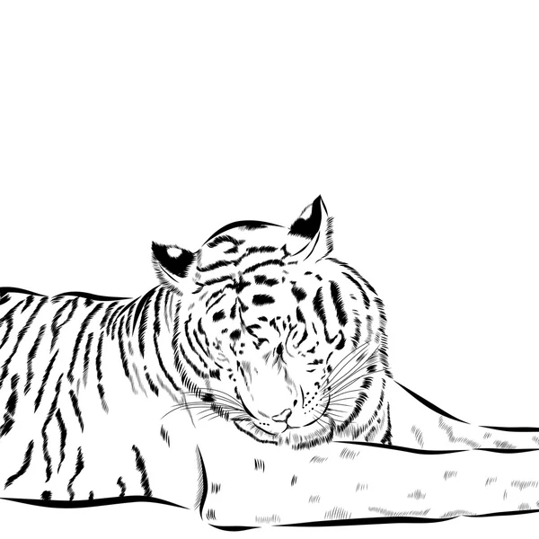 Tiger scetch mão desenhada no fundo. Vetor — Vetor de Stock