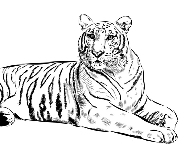 Esbozo de tigre dibujado a mano sobre fondo. Vector — Vector de stock