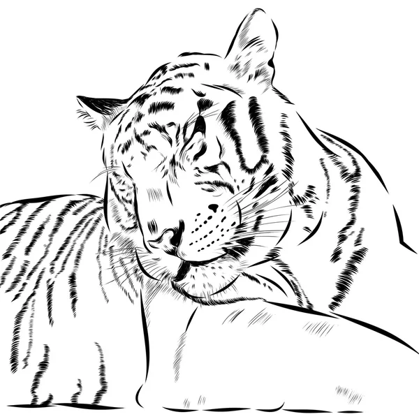 Tygrys scetch ręcznie rysowane na tle. Wektor — Wektor stockowy