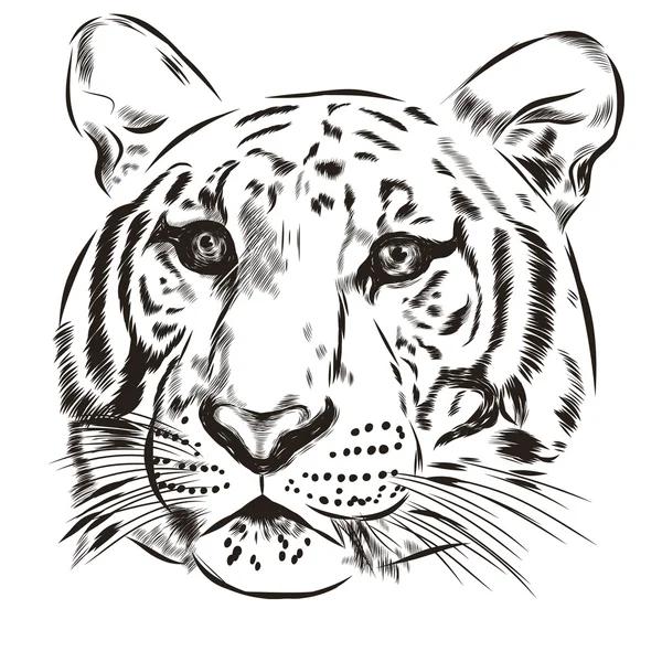 Tiger scetch mão desenhada no fundo. Vetor — Vetor de Stock