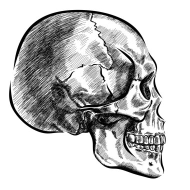 farklı tonları ve çizgiler ile el çizilmiş anatomi kafatası. Vektör