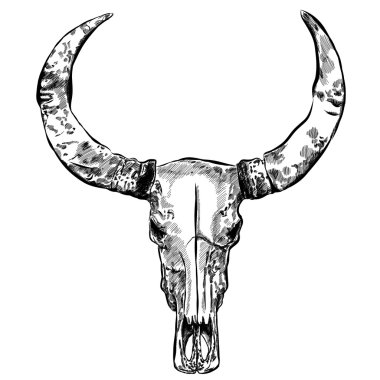 İnek kafatası-elle çizilmiş vektör çizim, üzerinde beyaz izole