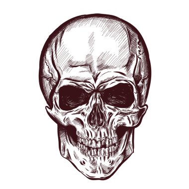 farklı tonları ve çizgiler ile el çizilmiş anatomi kafatası. Vektör