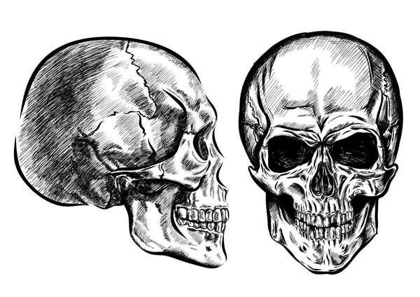 Hand getekende anatomie schedel met verschillende tinten en lijnen. Vector — Stockvector