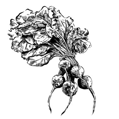 pancar resmi siyah elle çizilmiş vektör. EPS 10