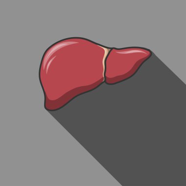 Karaciğer simge uzun gölge ile. Vektör çizim.