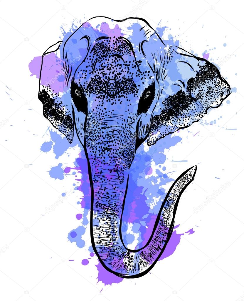 Watercolor elephant portrait on white background. Hand sketch grunge illustration.