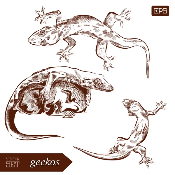 Lézard Geckos. Illustration vectorielle dessinée main. Peut être utilisé séparément de votre conception . — Image vectorielle