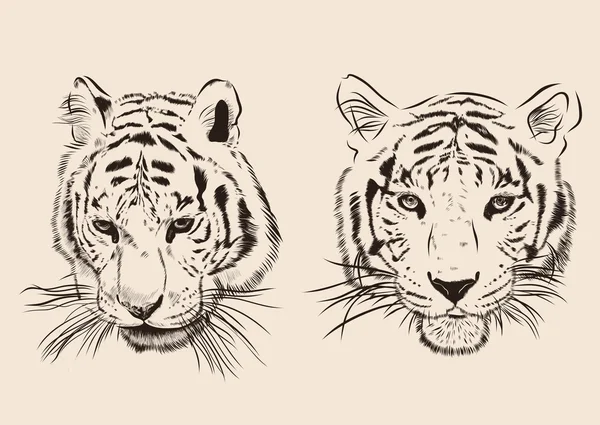 Tigre de obra de arte original con rayas oscuras, aislado sobre fondo blanco, y versión en color sepia, ilustración vectorial — Archivo Imágenes Vectoriales