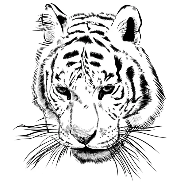 Tigre de obra de arte original con rayas oscuras, aislado sobre fondo blanco, y versión en color sepia, ilustración vectorial — Archivo Imágenes Vectoriales