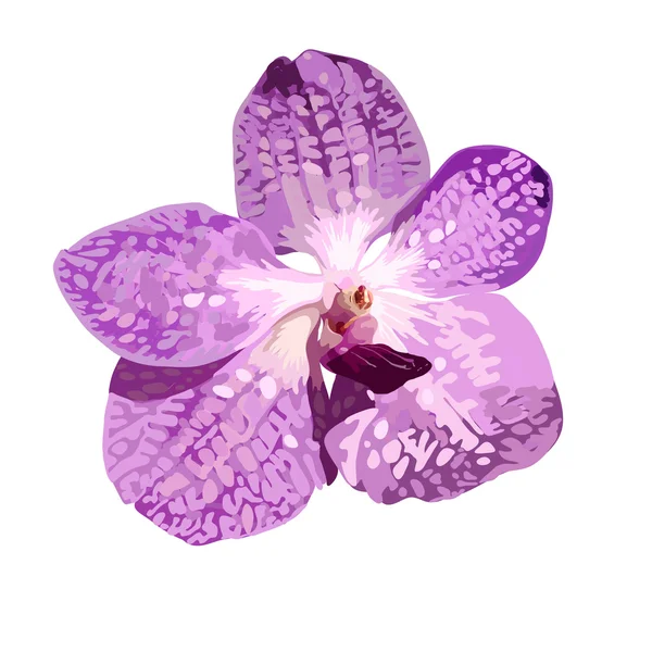 Orchidea viola isolare modello vettoriale su sfondo bianco . — Vettoriale Stock